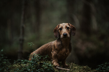 Dachshund in Woods