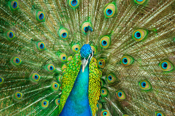 Close up of a beautiful Indian male peacock bird showing his colorful feather tail.