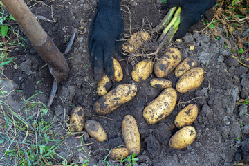 Harvesting Potatoes. Fresh Potatoes Dig From Ground With Spade. Fresh Potato