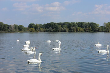 swans on the lake