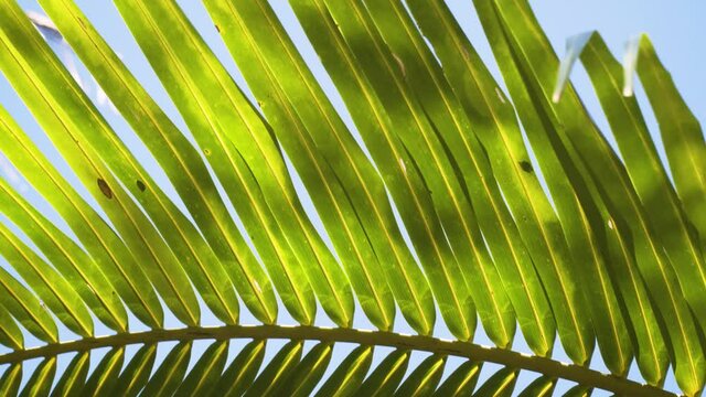 Long Green Leaves Of The Coconut Tree Swaying In The Wind During Summer Weather, close up shot