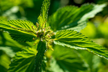 natural lighting of the frame. Wild, flower. The nettle is growing. Weed. Close-up.