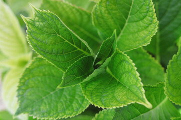 Grean leaves of hydrangea in the garden