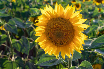 Yellow sunflowers. Field of sunflowers, rural landscape