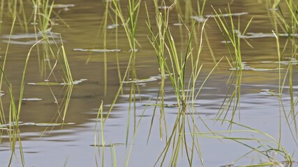 Freshly planted rice seedlings in a paddy field in early summer in Japan