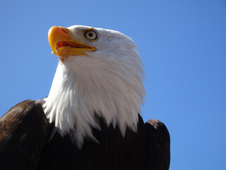 Kopf des majestätischen Weißkopfseeadlers. Vogel. Blauer Himmel.
