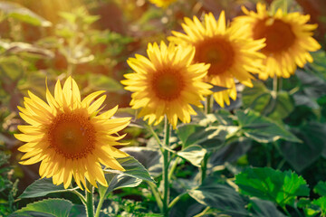 Yellow sunflowers. Field of sunflowers, rural landscape