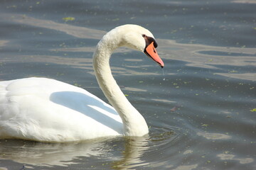 Fototapeta premium mute swan cygnus olor