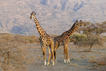 Obraz premium Giraffes in the savannah of Tarangire National Park, Tanzania