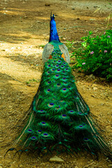 Obraz premium Beautiful Indian male peacock bird showing his colorful long feather tail. View from the backside.