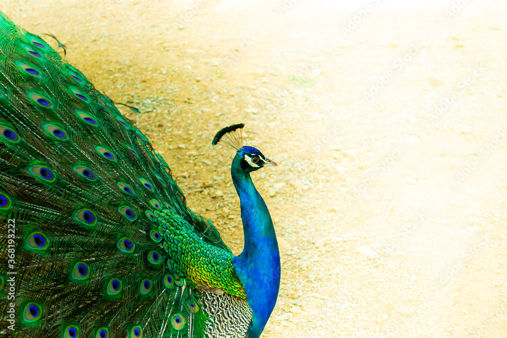 Wall mural Close up of a beautiful Indian male peacock bird showing his colorful feather tail. A postcard with empty space for text