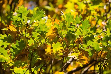 Autumn Oak Leaves ona the Tree