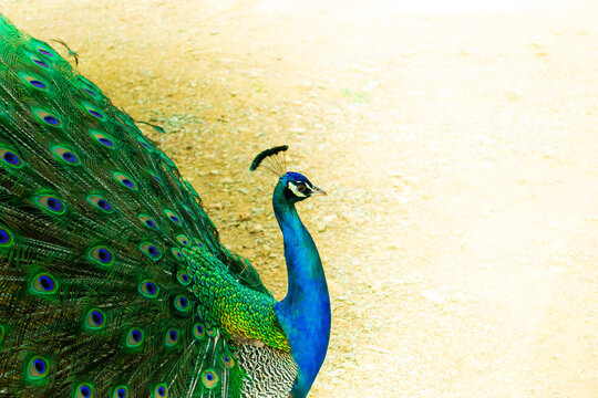 Close up of a beautiful Indian male peacock bird showing his colorful feather tail. A postcard with empty space for text