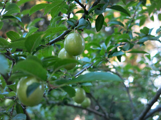 green unripe plums hang on the branches