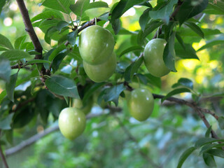 green unripe plums hang on the branches