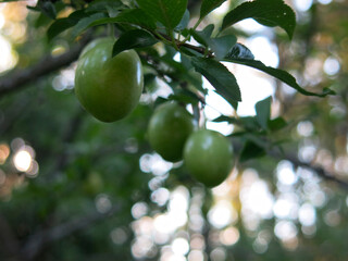 green unripe plums hang on the branches