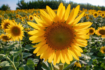 Obraz premium Sunflower natural background. Sunflower blooming