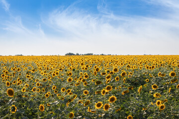 Obraz premium field of blooming sunflowers on a background sunset