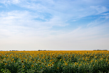 field of blooming sunflowers on a background sunset