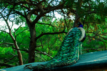 Beautiful Indian male peacock bird showing his colorful long feather tail in the forest. View from the backside.