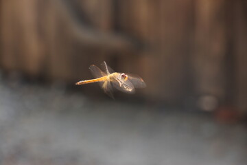 Adult dragonflies are characterized by large, multifaceted eyes, two pairs of strong, transparent wings, sometimes with coloured patches, and an elongated body.