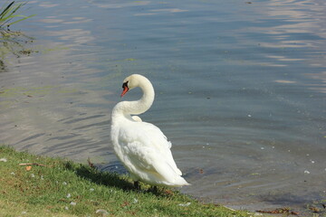 swan on the lake