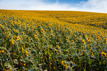 field of blooming sunflowers on a background sunset