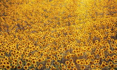 Sunflower natural background. Sunflower blooming field