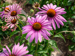 Obraz premium Red Sun Hat, Echinacea purpurea in garden 