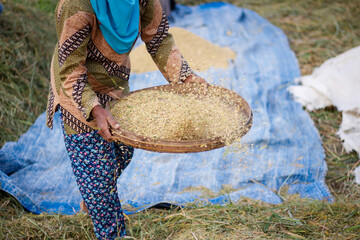 Indonesian traditional hand rice machine, farmers are sifting or grinding rice, separating the rice seeds with the stems of the plant. rice sieving process.