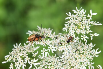 Paarungszeit - Bockkäferpaar  auf der weißen Blüte einer Wilden Möhre