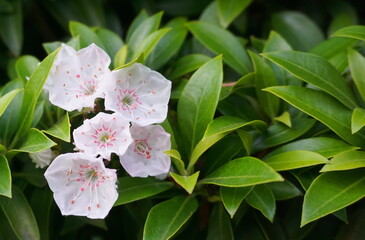 Kalmia latifolia flowers with leaves close up. Also known as mountain laurel, calico-bush, or spoonwood.