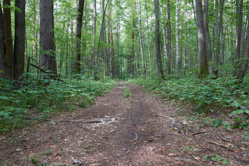 Ichalkovsky Forest, Nizhny Novgorod Oblast.