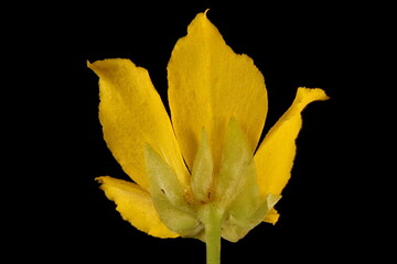 Creeping Jenny (Lysimachia nummularia). Flower Closeup