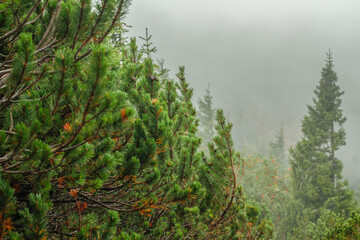 Pine forest on a foggy day at Latschenkopf mountain near Brauneck, Jachenau (Bayrische Voralpen), Bavaria, Germany
