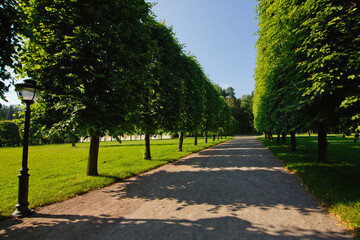 Alley in the Park in Sun rays. spring in the Park. A walking track. large trees and benches. Walking track at the green park landscape