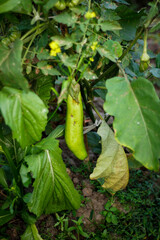 Mature green eggplants grow in garden fields