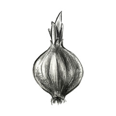 Hand drawn pencil illustration of onion. Healthy farm food. Organic vegetable grown in the garden.