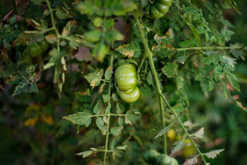 Chili sauce grows fresh on the tree