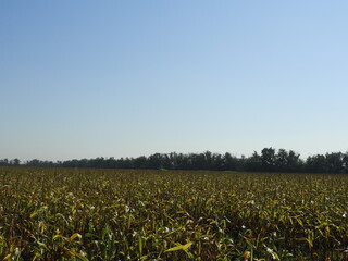 field of corn