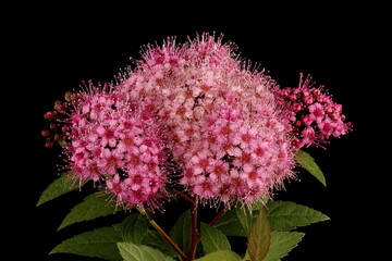 Japanese Spiraea (Spiraea japonica). Inflorescence Closeup