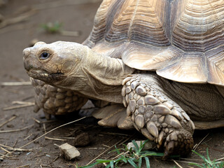 ケヅメリクガメ