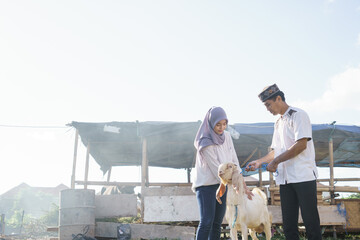 happy muslim couple buy a goat for eid adha sacrifice or qurban celebration