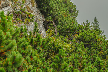 Pine forest on a foggy day at Latschenkopf mountain near Brauneck, Jachenau (Bayrische Voralpen), Bavaria, Germany