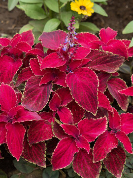 キンランジソ Images Browse 55 Stock Photos Vectors And Video Adobe Stock