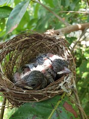 bird in nest