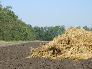 hay bales in the field