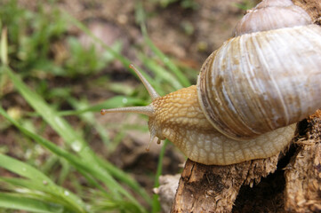 An ordinary in shell garden snail crawling on a stump.