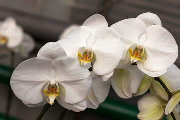 Fototapeta na wymiar Repeated orchid flowers, selective focus. Beautiful orchids.
