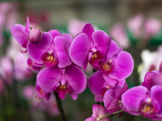 Fototapeta premium Repeated orchid flowers, selective focus. Beautiful orchids.